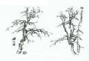 画树技法之“仰为鹿角”、“垂为蟹爪”