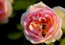 蜜蜂寓言·当代艺术陶瓷收藏常青树的根本